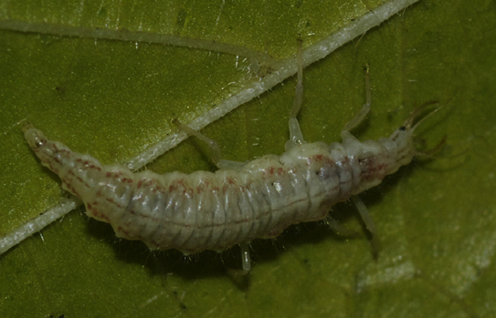 Larva [Nineta flava - Crisopide]